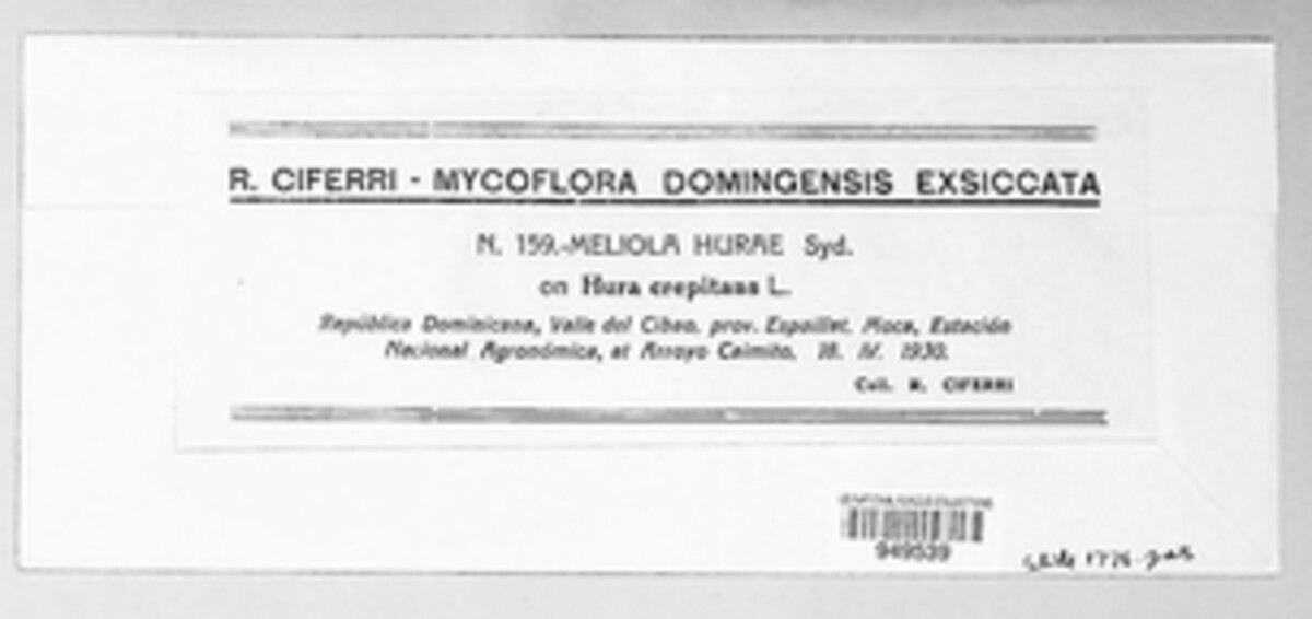 Meliola hurae image